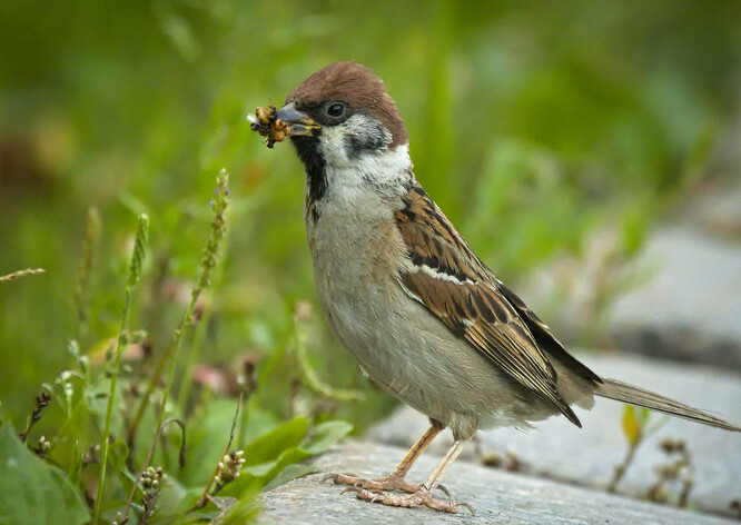 Kdyby to byl Mao věděl... vrabec polní kromě zrní žere i hmyz. Hodně hmyzu.