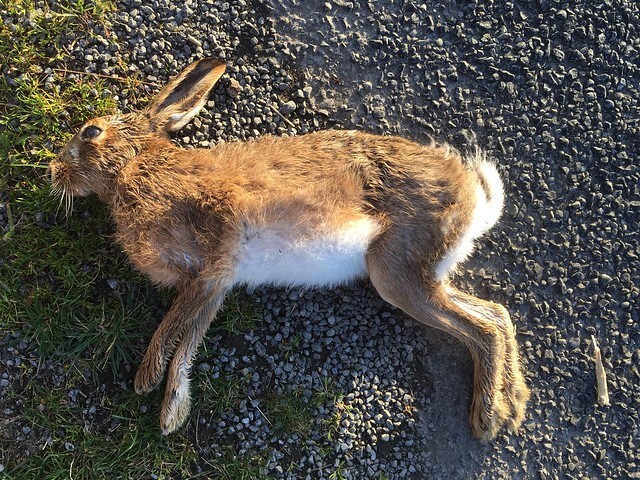 Drobná zvěř je lovena často pomocí olověných broků. Které pak končí ve svalovině ulovených zvířat.