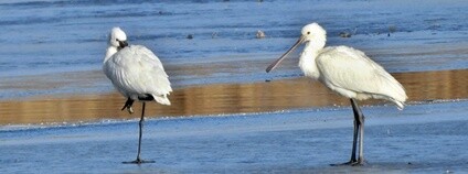 Kolpík bílý Foto: Zdeněk Němeček Moravský ornitologický spolek - středomoravské pobočky ČSO