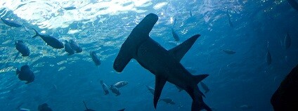 Foto: Gary J. Wood / flickr.com