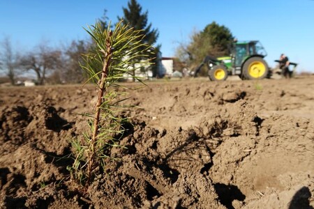 Od začátku letošního roku bylo v Praze vysazeno 160 tisíc nových stromů. / Ilustrační foto
