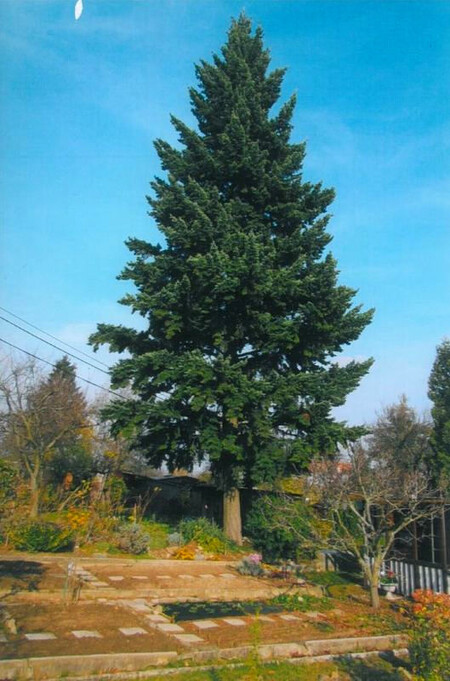 Brňané si v anketě zvolili strom roku, stala se jím douglaska tisolistá, která roste v zahrádkářské kolonii na Kraví hoře.