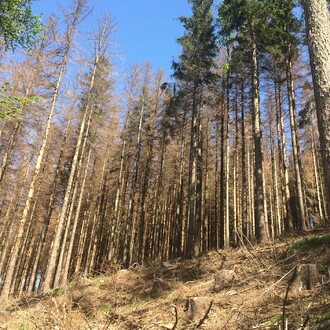 Masivní napadení smrkové monokultury kůrovci.