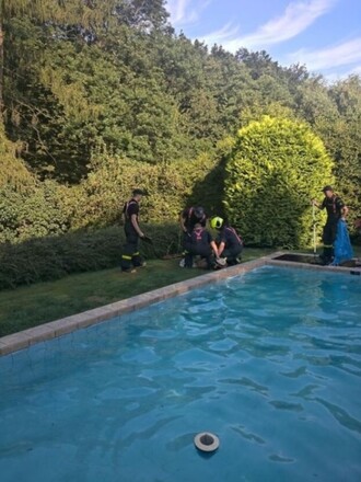 Vylovení statného srnce z ostravského bazénu.