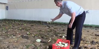 Pašované želvy v Rusku.