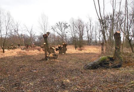 Ořez hlavatých vrb by měl nejlépe probíhat v pravidelných, zhruba 5letých intervalech tak, aby se hlavy pod vahou větví nezačaly rozlamovat. Na snímku vrby v NPR Křivé jezero.