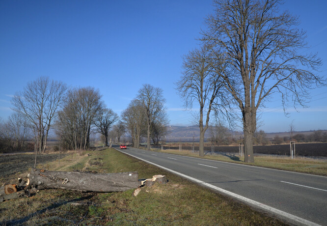 Ke kácení se přistupuje jen výjimečně, upřednostňují se měkčí varianty (např. ořezy).