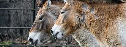 foto: Petr Hamerník / Zoo Praha