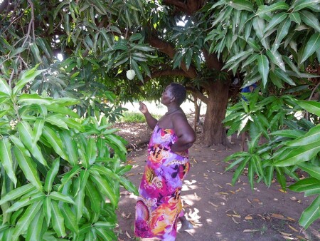 Fatima ukazuje úrodu manga