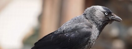 foto: Říhová / Naše příroda