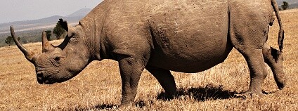 Foto: Jan Stejskal / Safari Park Dvůr Králové