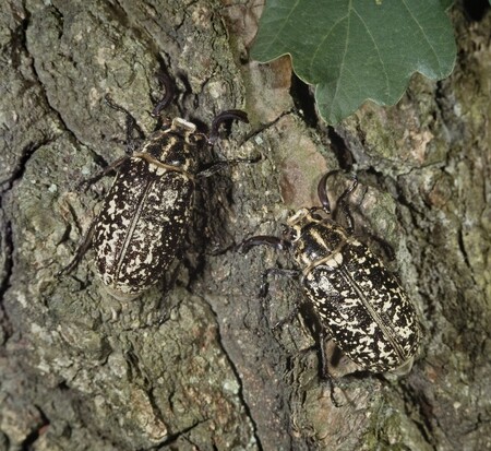 Výborně se mlynaříci maskují také při odpočinku na kmenech stromů, kdy při určitém úhlu zběžného pohledu s borkou dobře splývají.