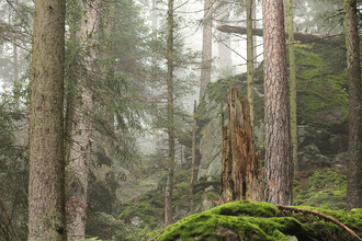 Jezerní skála – Jedlová divočina zapomenutá uprostřed kulturní krajiny.
