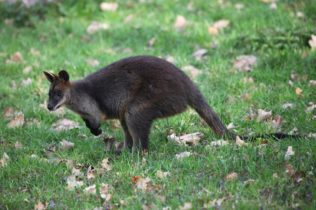 Klokani bažinní (na obrázku) žijí ve východní a jihovýchodní Austrálii. Aktivní jsou zejména v noci, živí se především listy, trávou, bylinami a větvičky keřů. Mají tmavohnědou srst, tmavší končetiny a ocas, světlejší žlutavé břicho a často také žlutý proužek na tvářích.
