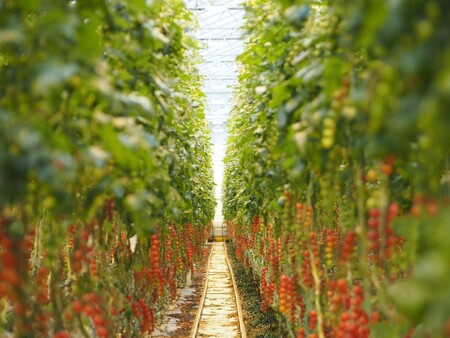 Na obrázku jsou skleníky na rajčata ze slovenské farmy Kameničany, kterou provozuje Agro NWT. Firma NWT je největší stavitel produkčních skleníků v Česku, vybuduje u Dolní Lutyni skleníky o rozloze přes 11 hektarů.