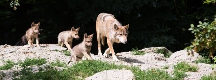 Foto: Cloudtail the Snow Leopard Flickr