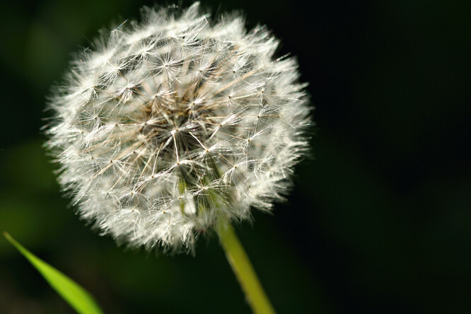 Jako mezigenerační paměť odborníci popisují například situaci, kdy rostlina zažije strádání, sucho či nedostatek světla, a tuto zkušenost předá svým potomkům. Ti jsou tak lépe připraveni na možné nesnáze a mají výhodu proti rostlinám, které od předků tuto zkušenost nezískaly. Zážitek strádání podle výzkumu rostlina předává skrze epigenetické procesy.