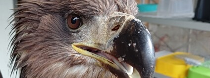 Foto: Třeboňská záchranná stanice