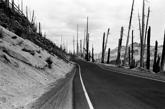 Okolí hory St. Helens čtyři roky po erupci.