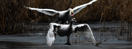 Foto: Gabriela Černá / archiv autorky