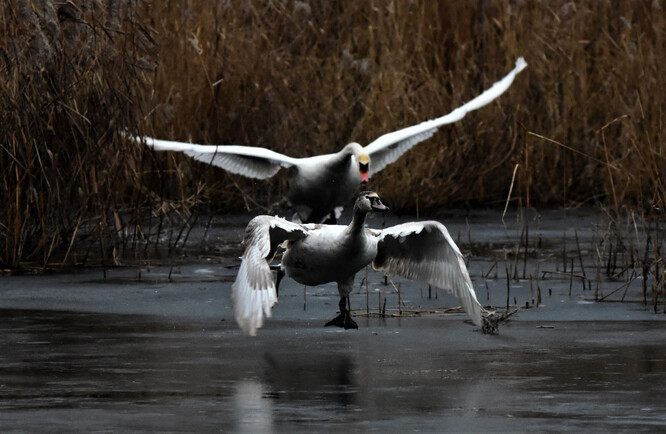 Kdo koupí Pekelný rybník u Vejprnic? A bude tam chtít chránit vzácné druhy živočichů, které tam dnes mají útočiště?