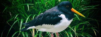 Foto: Michael Eickelmann / Flickr