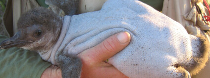 "Nahý tučňák". Foto: Jeffrey Smith/Wildlife Conservation Society