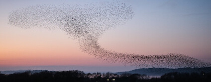 foto: Tanya Hart / Flickr