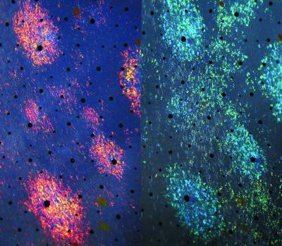 Barvy kůže mořských živočichů se mění i podle toho, z jakého úhlu jsou pozorovány.