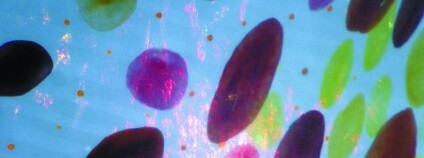 Kůže chobotnice. Foto: L. Mäthger/Marine Biological Laboratory