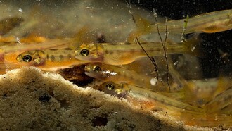 Malí lososi obecní.