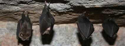 Vrápenci malí Foto: Jessicajil Flickr