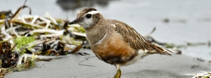 Foto: Thomas Landgren / Flickr