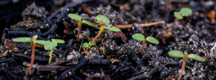 První rostliny na požářišti v Národním parku České Švýcarsko. Foto: Národní park České Švýcarsko