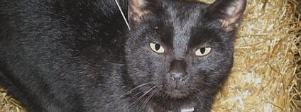 Kočka s "vysílačkou". Foto: Illinois Natural History Survey/EurekAlert! Kočka s "vysílačkou". Foto: Illinois Natural History Survey/EurekAlert!