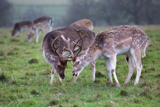 Problém obory Obelisk je "chov lesního dobytka". Na ilustračním snímku daňci evropští.