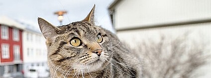 Kočka v Reykjavíku Foto: Yuan Flickr