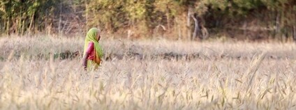 Indická žena v poli Foto: Kandukuru Nagarjun Flickr