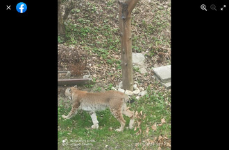 Pozorování rysa v Raškově, části obce Bohdíkov.