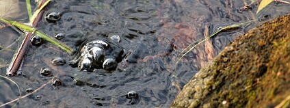 Foto: Gunnar Ries / Flickr