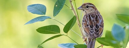 Foto: Andrew Cannizzaro / Flickr