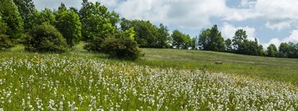 Rozkvetlé louky nad Bolkovem Foto: Kamila Antošová Správa KRNAP