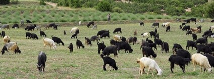 Stádo krav v Turecku Foto: Güldem Üstün Flickr