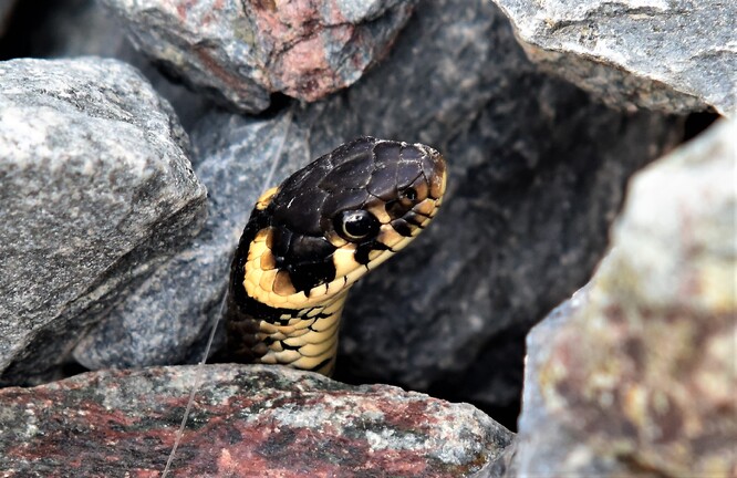 Biodiverzita, nebo výdělečný rybník?