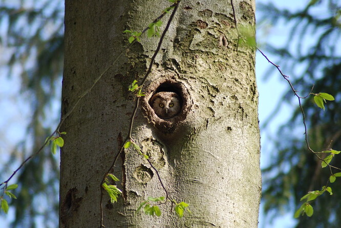 Doupné stromy se u nás značí symbolem modrého trojúhelníku, a měly by být – po dohodě s místními správami Lesů ČR – ponechány v rámci lesa netknuté.