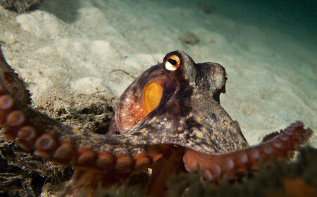Chobotnice jsou velmi teritoriální a nesnesou konkurenci. Až na výjimky.