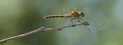 Vážka obecná Foto: Ouwesok Flickr