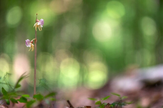 Sklenobýl bezlistý.