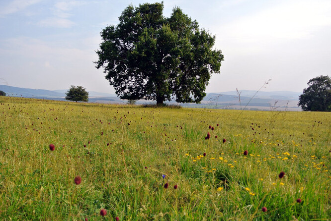 Louka na přespání.