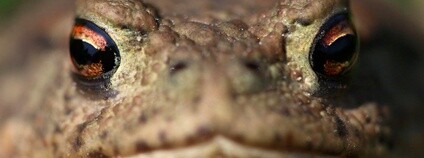 Ropucha obecná Foto: Marta Wąsik (Boroń) Flickr